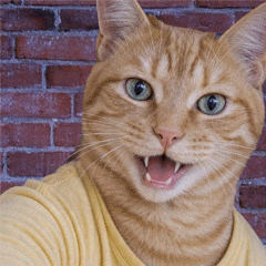CAT ME app logo